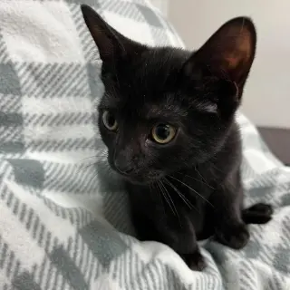 Porter