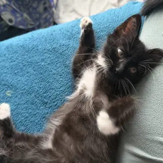 Tim Tam