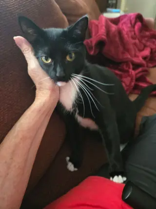 Lilli