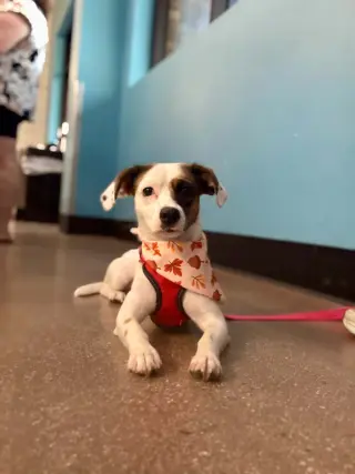 Maple