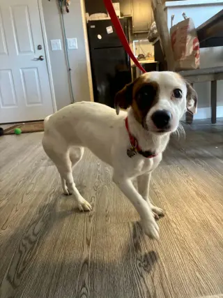 Maple