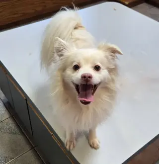 Olaf