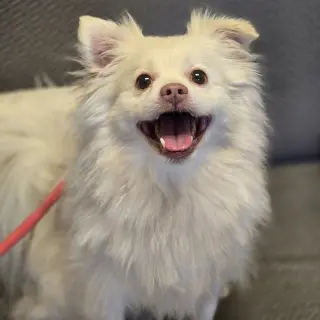 Olaf