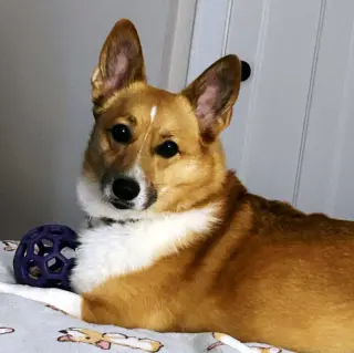 ZOEY
