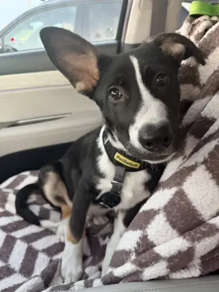 Rocky