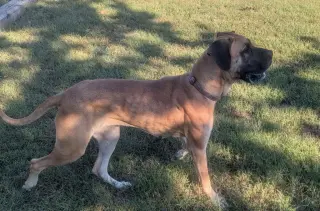 Dixie