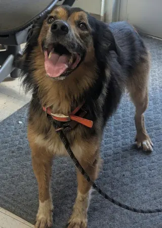 Roscoe