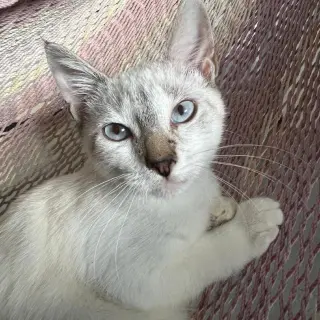 Alex