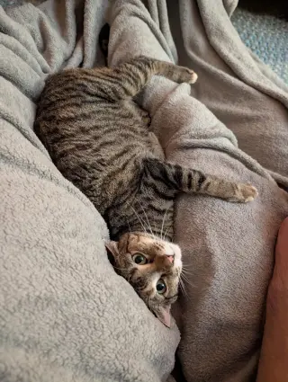 Tilly