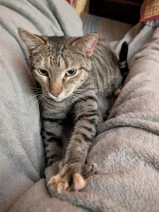 Tilly