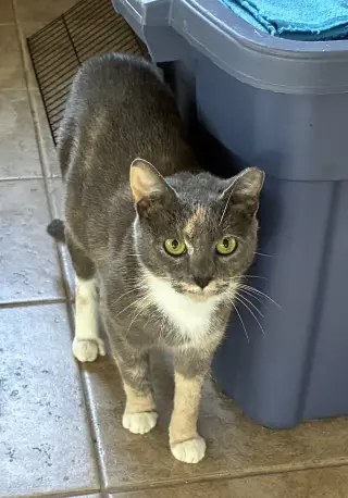 Juliet