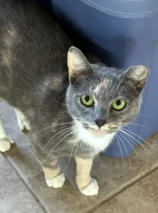 Juliet