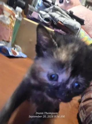 Toffee