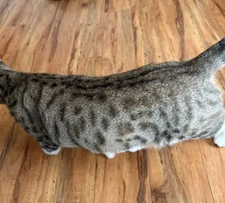 CLEO - Young Adult Spotted Tabby