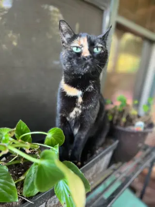 Gidget