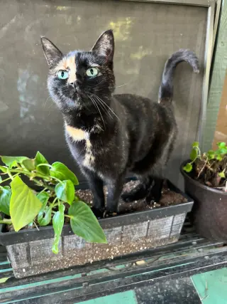 Gidget