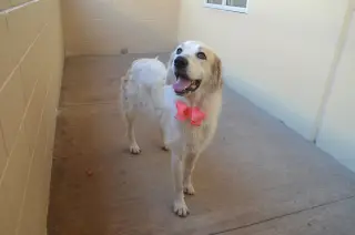 Cookie