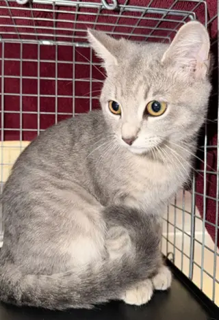 TAI LUNG
