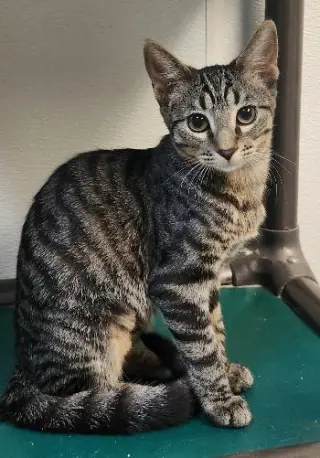 Cat 27802 (Conchita)