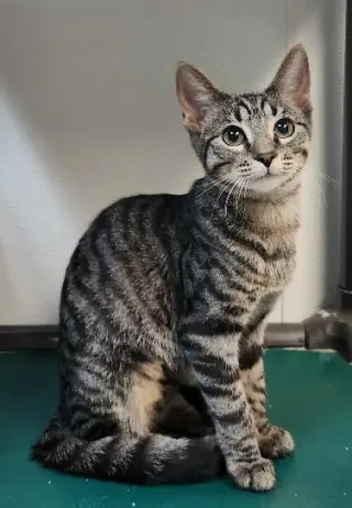 Cat 27802 (Conchita)