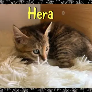Hera