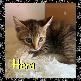 Hera