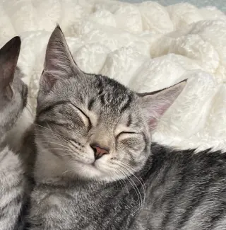 Mia