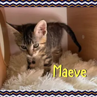 Maeve