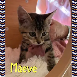 Maeve