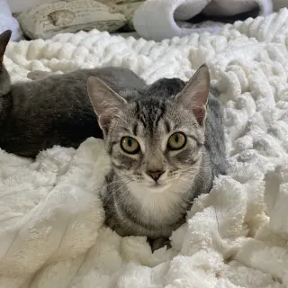 Merlin