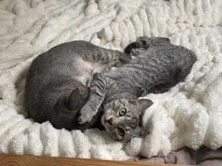 Merlin