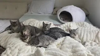 Merlin