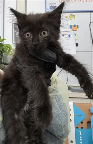 ROSIE