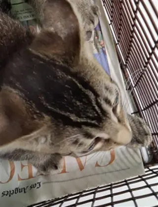 TOM