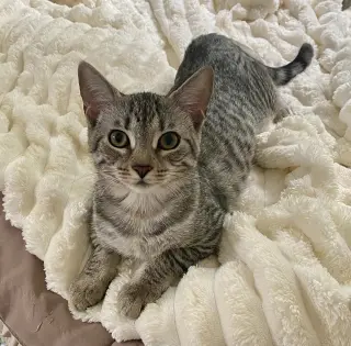 Maverick