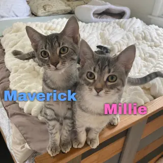 Maverick
