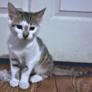 Milo