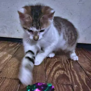 Milo