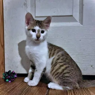 Milo