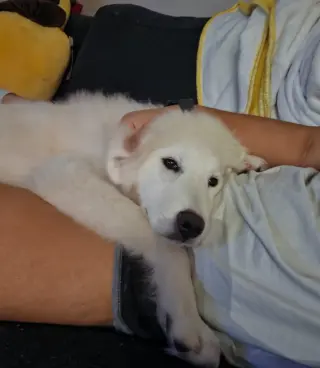 Kona