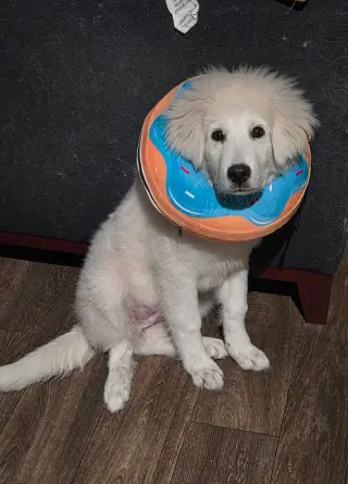 Kona