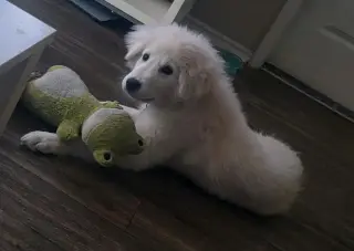 Kona