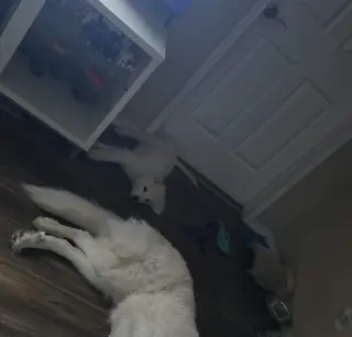 Kona