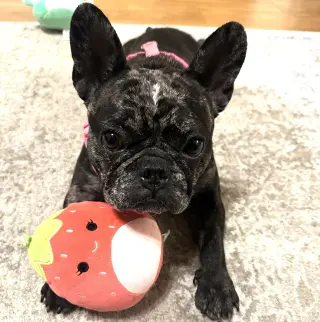 Junebug #fetches-plushies