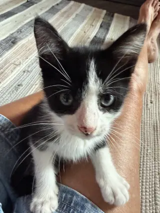 Lil Moo Moo