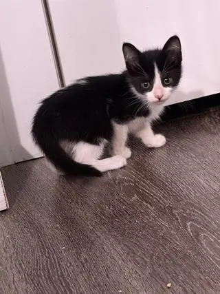 Lil Moo Moo