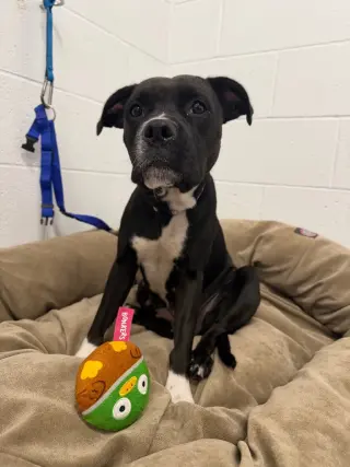 Moana