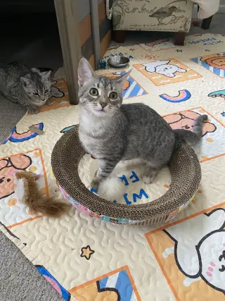 Millie