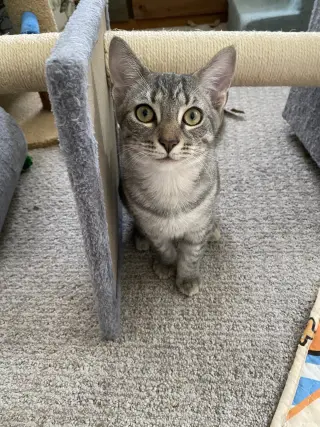 Millie