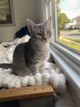 Millie